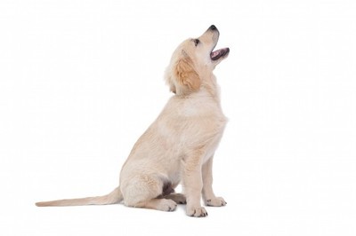 如果狗狗吠叫声音较小,家长可发出口令"大声",如果狗狗成功的"汪"了一