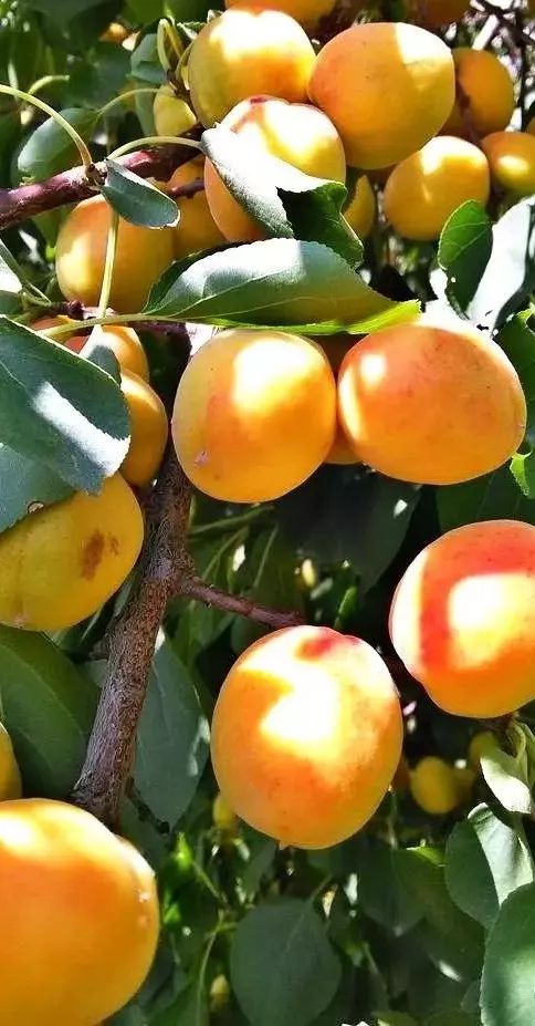 临夏唐汪川杏子图片