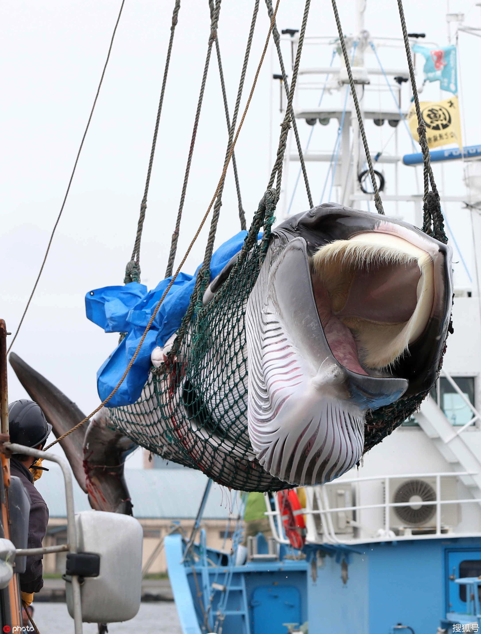 日本重启商业捕鲸捕鲸船捕获小须鲸带回码头