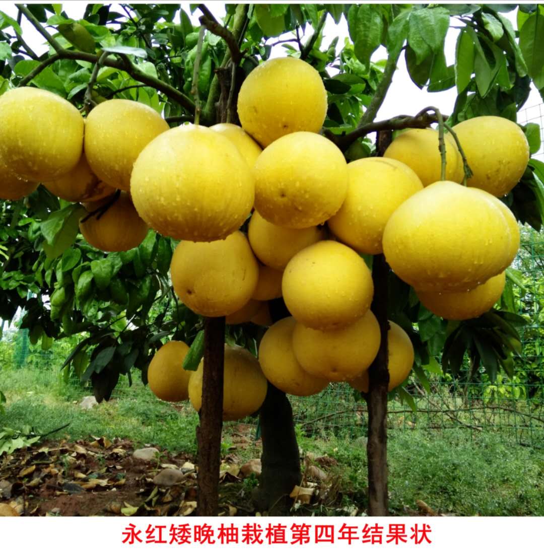 全国唯一具有玫瑰芳香味的柚果;全球唯一特晚熟错季节优质柚类新品种
