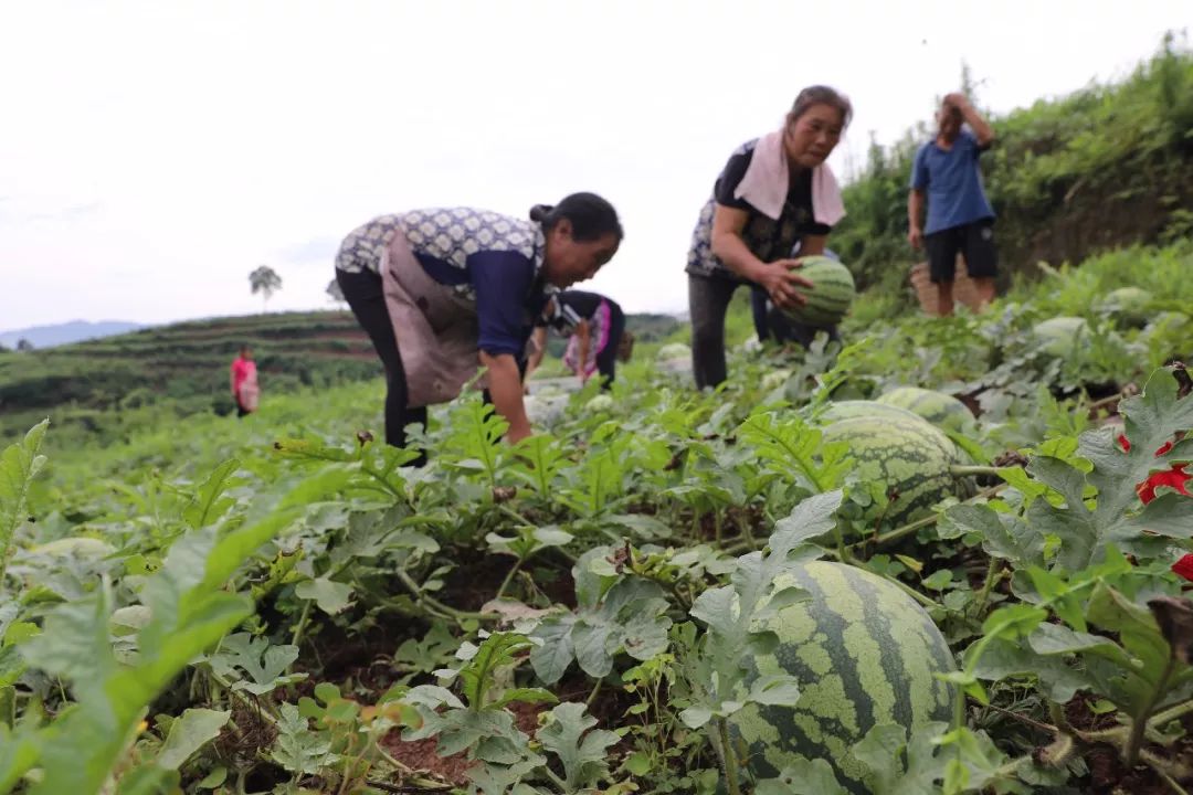 吃瓜群众赤水本地可采摘新鲜的西瓜