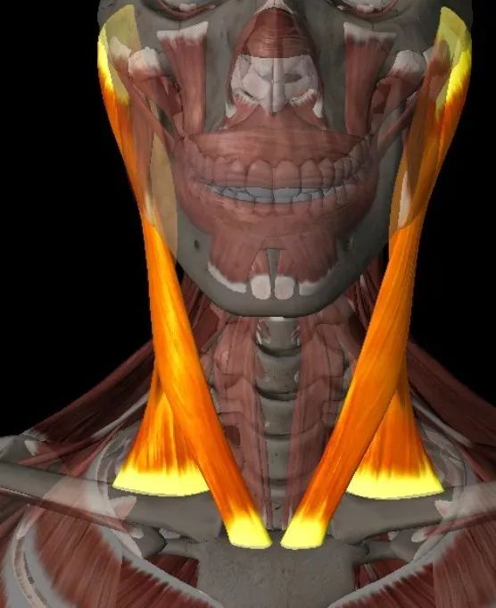 呼吸肌肉的基础功能解剖