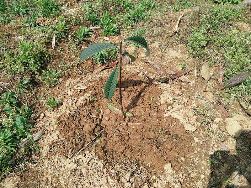 枇杷园区选择有什么要求从栽苗到丰产有哪些管理步骤