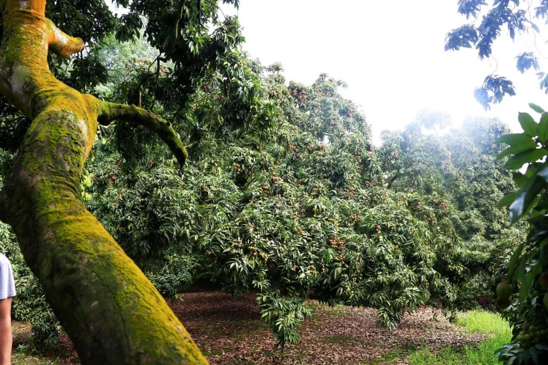 泸州这地方竟然深藏着一片百年荔枝林,这个周末开园啦