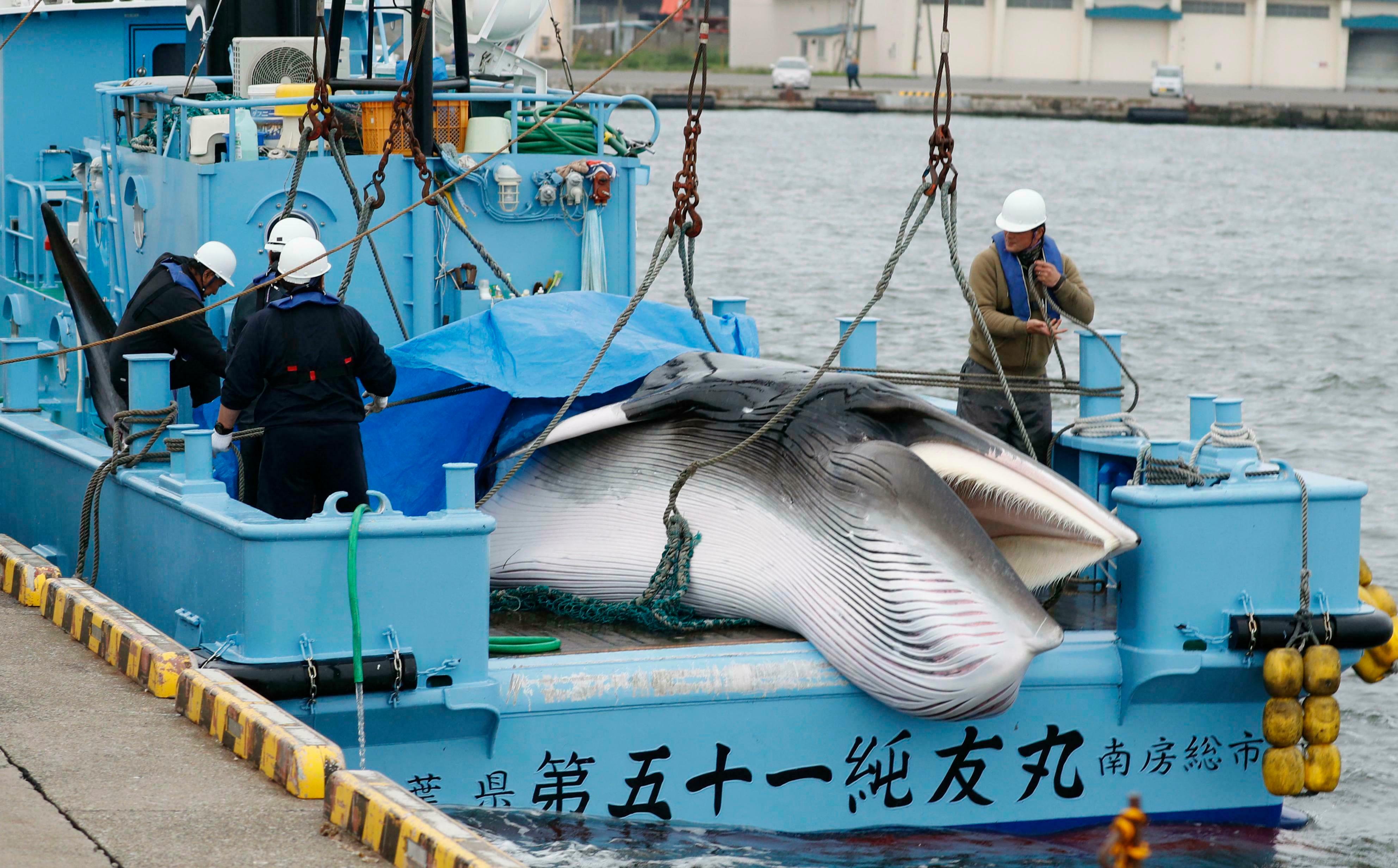 时隔31年,日本不管反对,毅然重启商业捕鲸