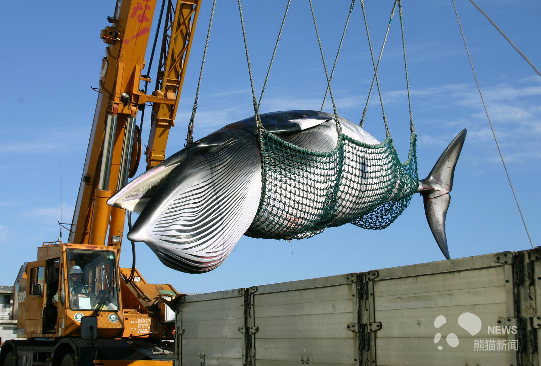 又见海豚湾?日本7月1日重启商业捕鲸活动