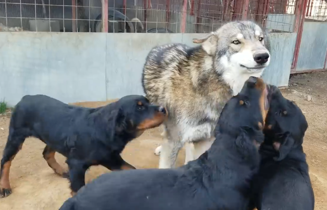 原创狼犬经常欺负小黑主人还说要拔它牙半年后就悲剧了