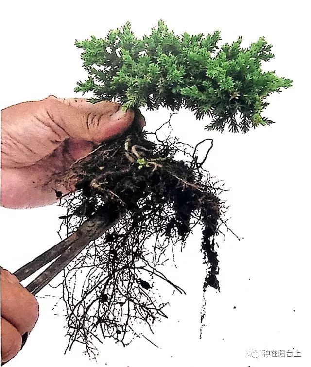 有图有真相用扦插2年的柏树盘扎一盆悬崖式微型盆景
