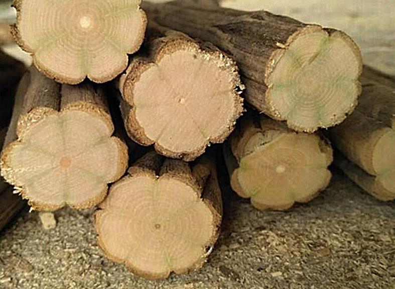 解谜 杨家将珍藏的降龙木就在太行山上