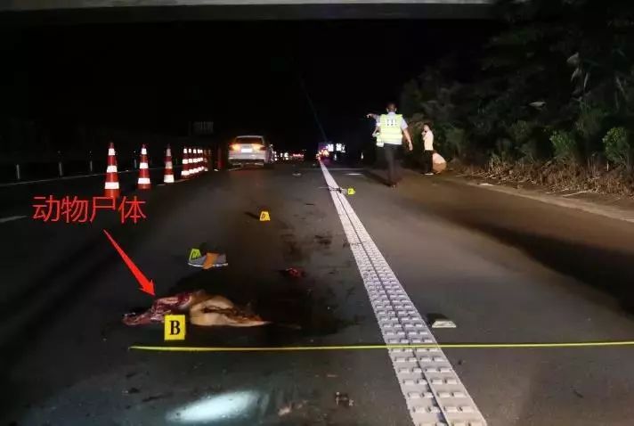 拾取野生动物(黄麂)不幸被撞身亡一男子因g6021杭长高速衢州段2019年6