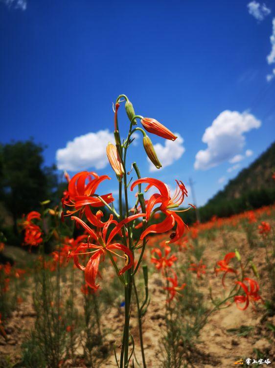 延安宝塔区山丹丹花竞相绽放以热烈的姿态祝贺党的生日