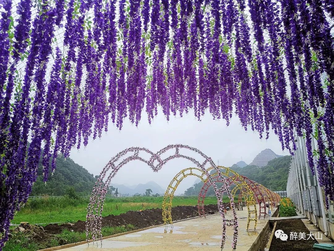 双龙山街道高效农业生态观光园邀您暑假赏花看景品原生态美食