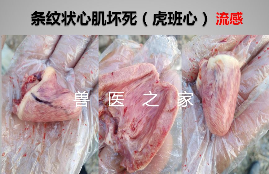 家禽~水禽的病毒与临床见解