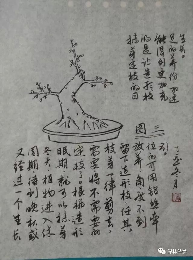 五张傻瓜图片教你怎样识别树桩盆景的一二三级枝并养好这些枝