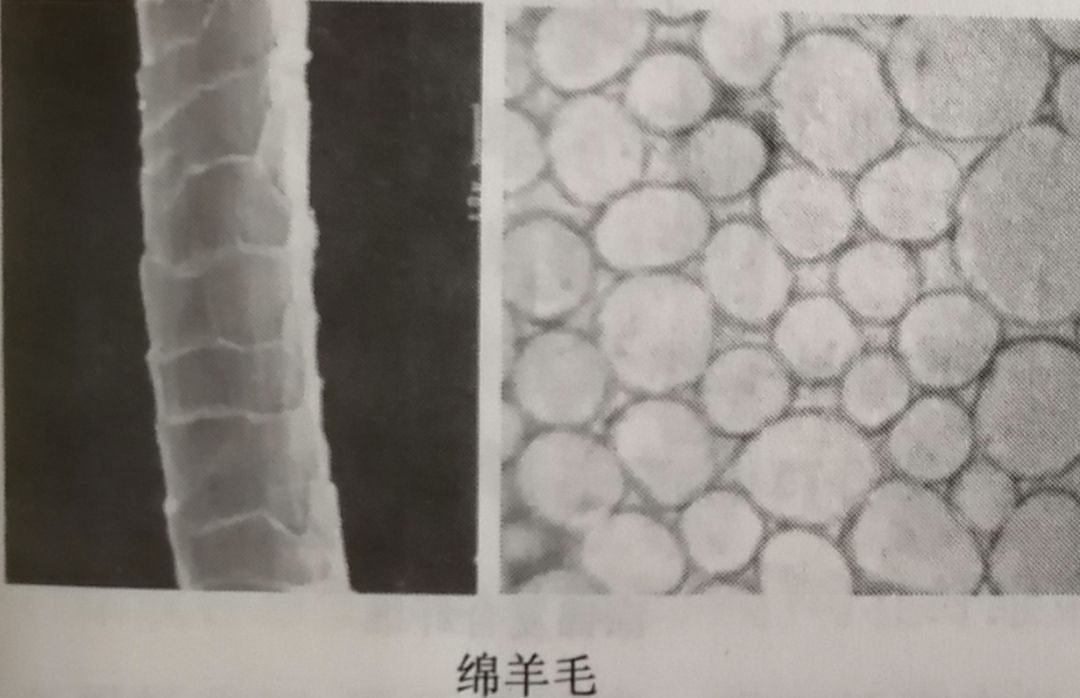 3 羊毛纤维 横截面形态 圆形或近似圆形