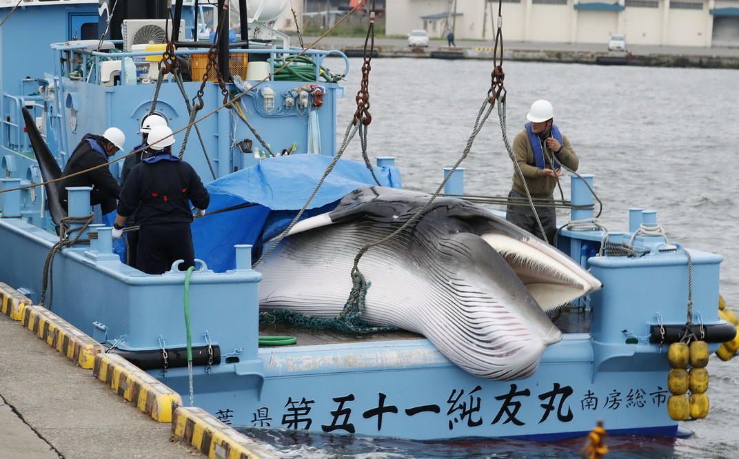 日本重启商业捕鲸 捕鲸船捕获小须鲸带回码头
