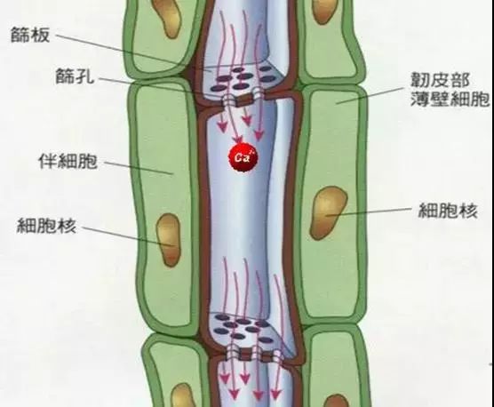 外韧型维管束简图图片