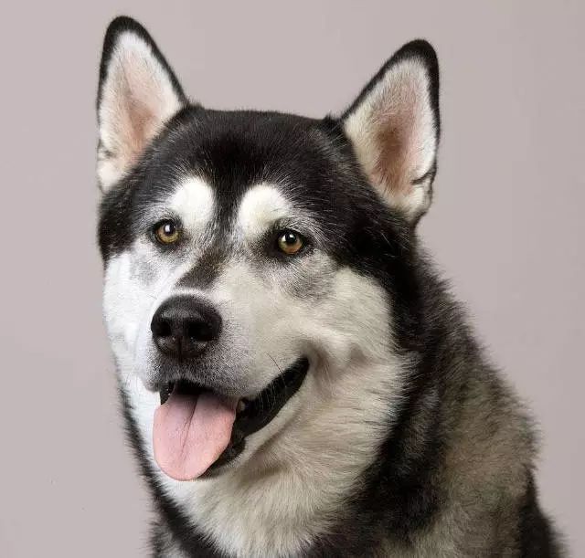 西伯利亚雪橇犬