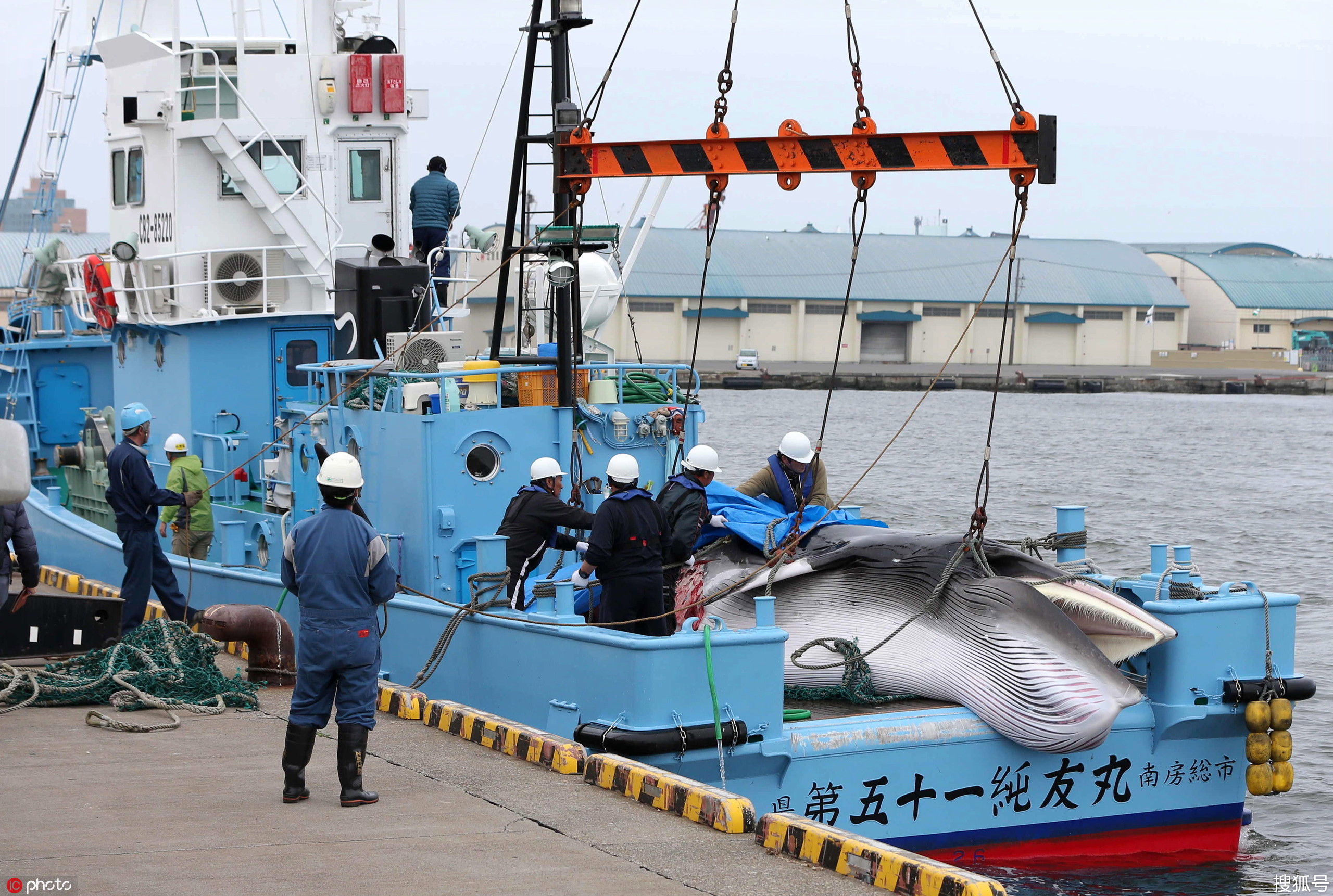 日本重启商业捕鲸 捕鲸船捕获小须鲸带回码头