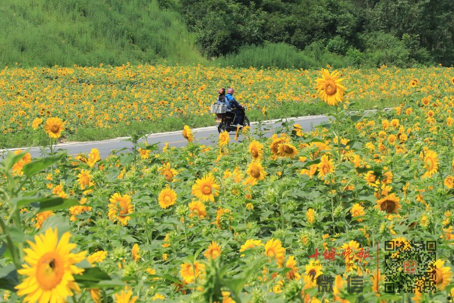 中国向日葵之乡图片