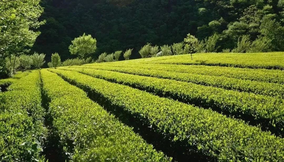 3302线上中国最北部的产茶区阳坝茶园精致美不胜收绿意装饰你的眼
