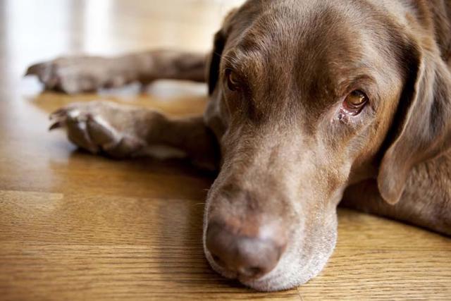 狗狗身上的湿疹该如何解决这个常见的皮肤病困扰着众多主人