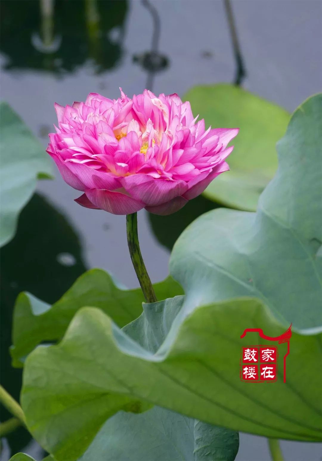 今夏鼓楼赏荷地图来了!_荷花