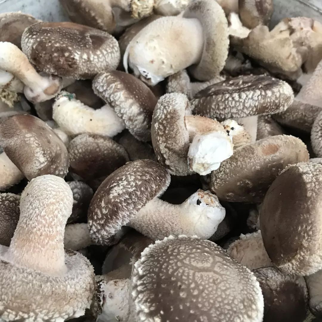 蓝桥镇狮峰村直播随笔