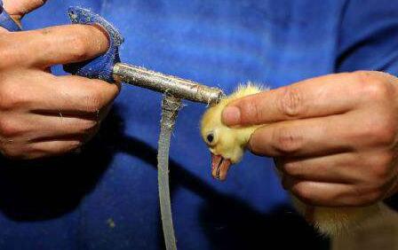 养鹅的过五关斩六将