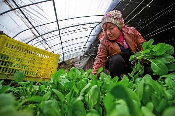 太白县高山蔬菜成就大希望陕西农村网