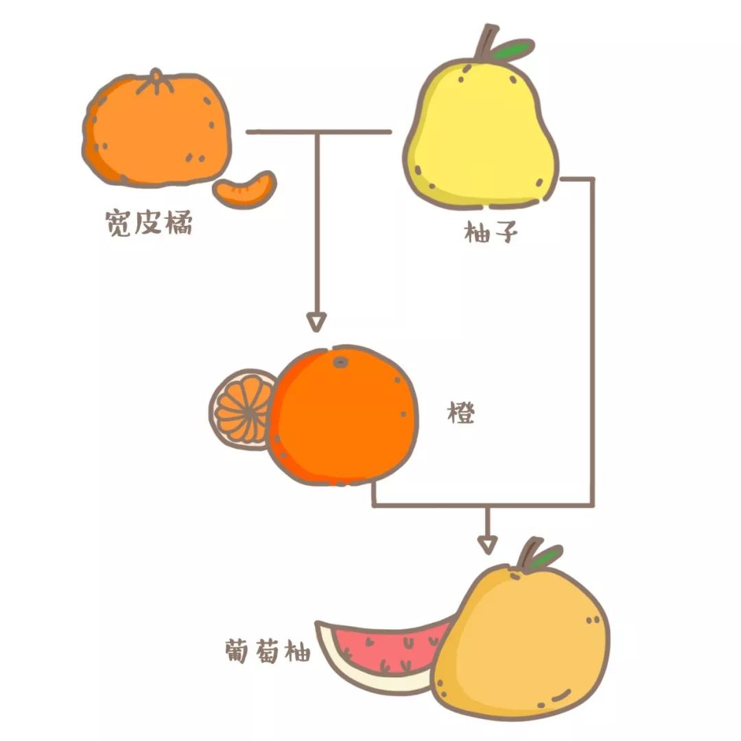 橘子家族杂交图图片