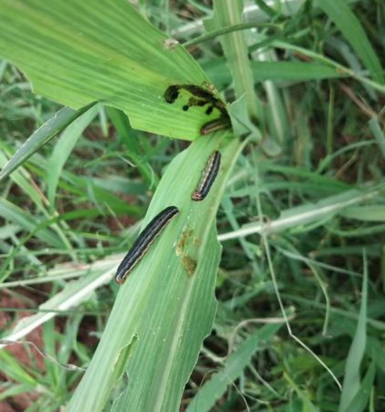 今年云南甘蔗是来渡劫的吗