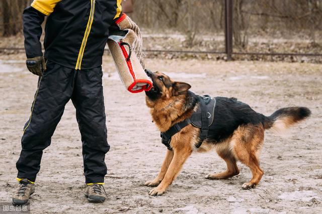 咬人的斗牛犬已经被执行注射死亡处理