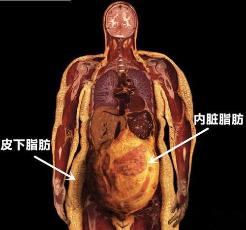 小腹是五脏器官最接近的部位