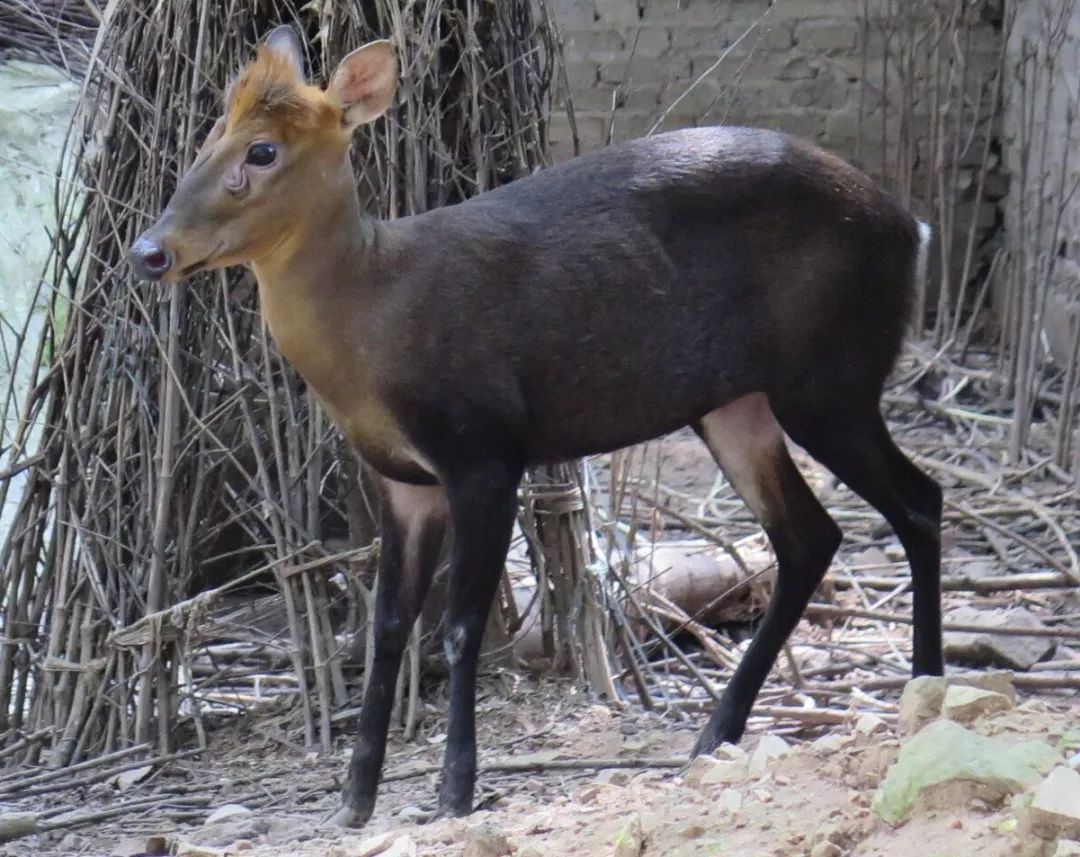图:黑麂黑麂和毛冠鹿的脸很小,都是小尖脸,又没有漂亮的鹿角,所以说