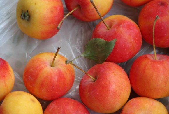 每日一题190703你吃过大沙果吗