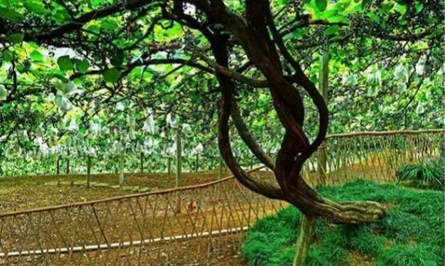 百年葡萄树王大盘点一棵葡萄树竟然能产出好几吨葡萄