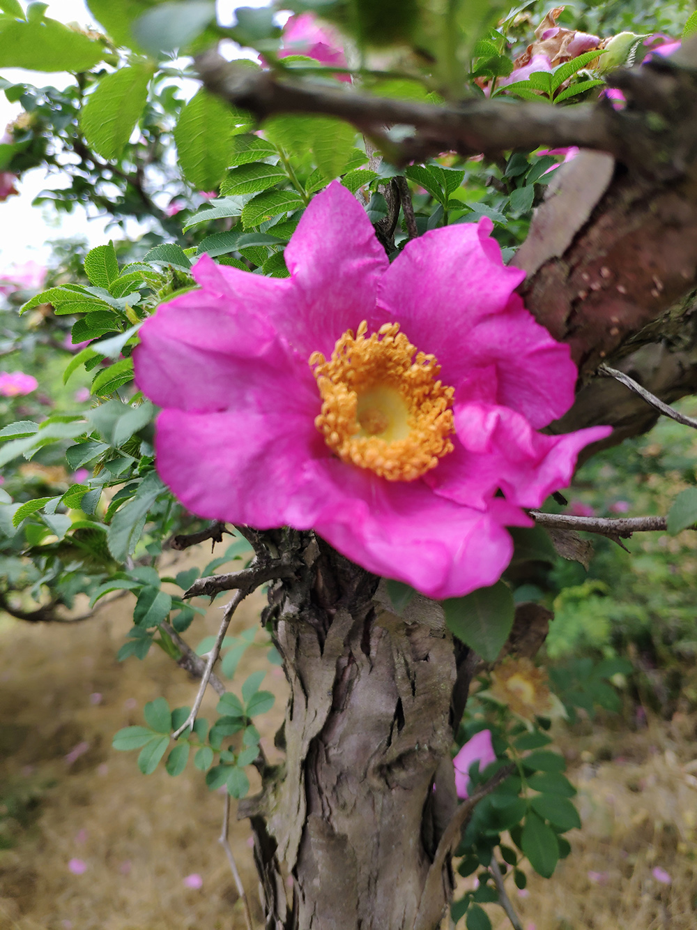 这个初夏,带你去看刺梨花-搜狐大视野-搜狐新闻