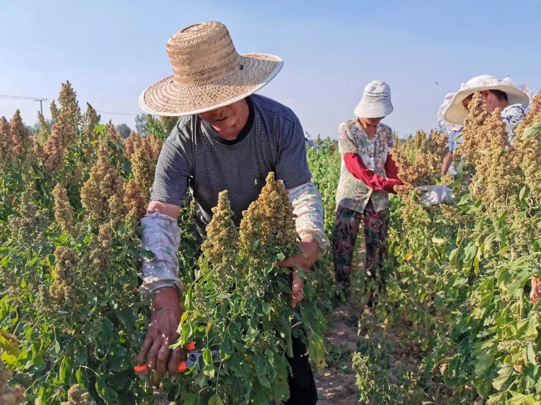 在平原地区规模化试种成功,标志着藜麦种植向着产业化迈进了一大步