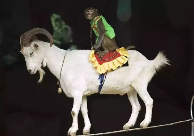 争霸,请屏住呼吸狮虎一声吼,万兽百禽都颤抖看到这里你心跳加速了吗?