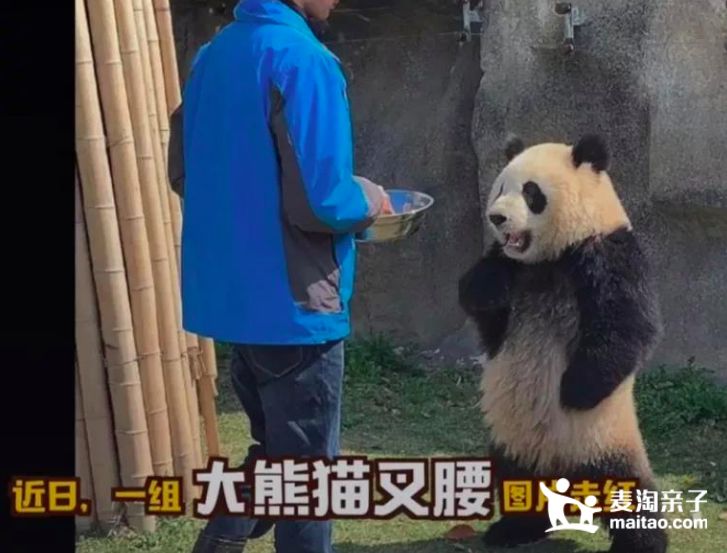 是红遍网络的"叉腰"国宝熊猫雪宝如果哺乳动物社区里要评选出它们的"