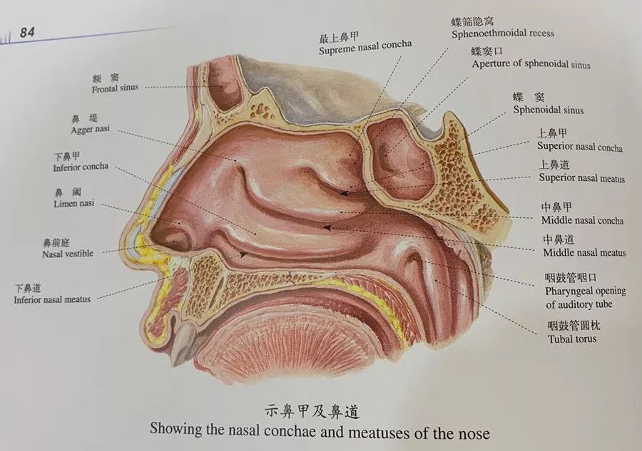 鼻前庭的位置图片图片