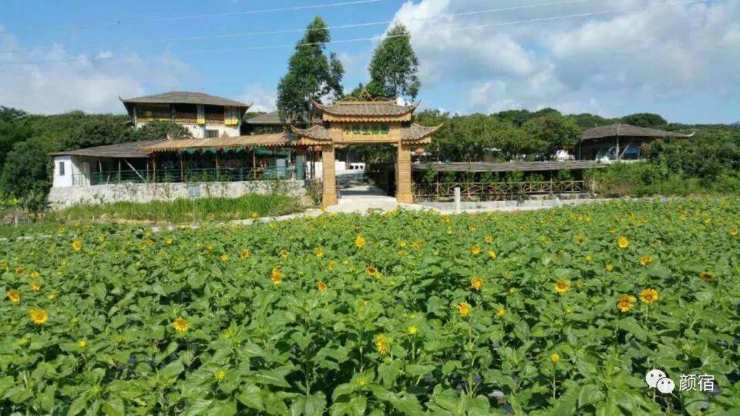 惠州也有黄金海岸:骑马,出海,阳光,沙滩,烧烤