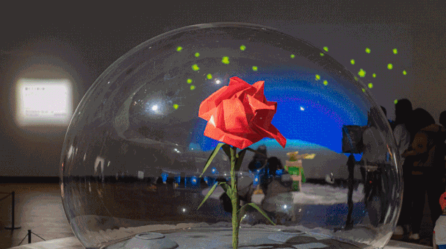 深圳首个免费小王子展,童话场景1:1还原!_玫瑰花