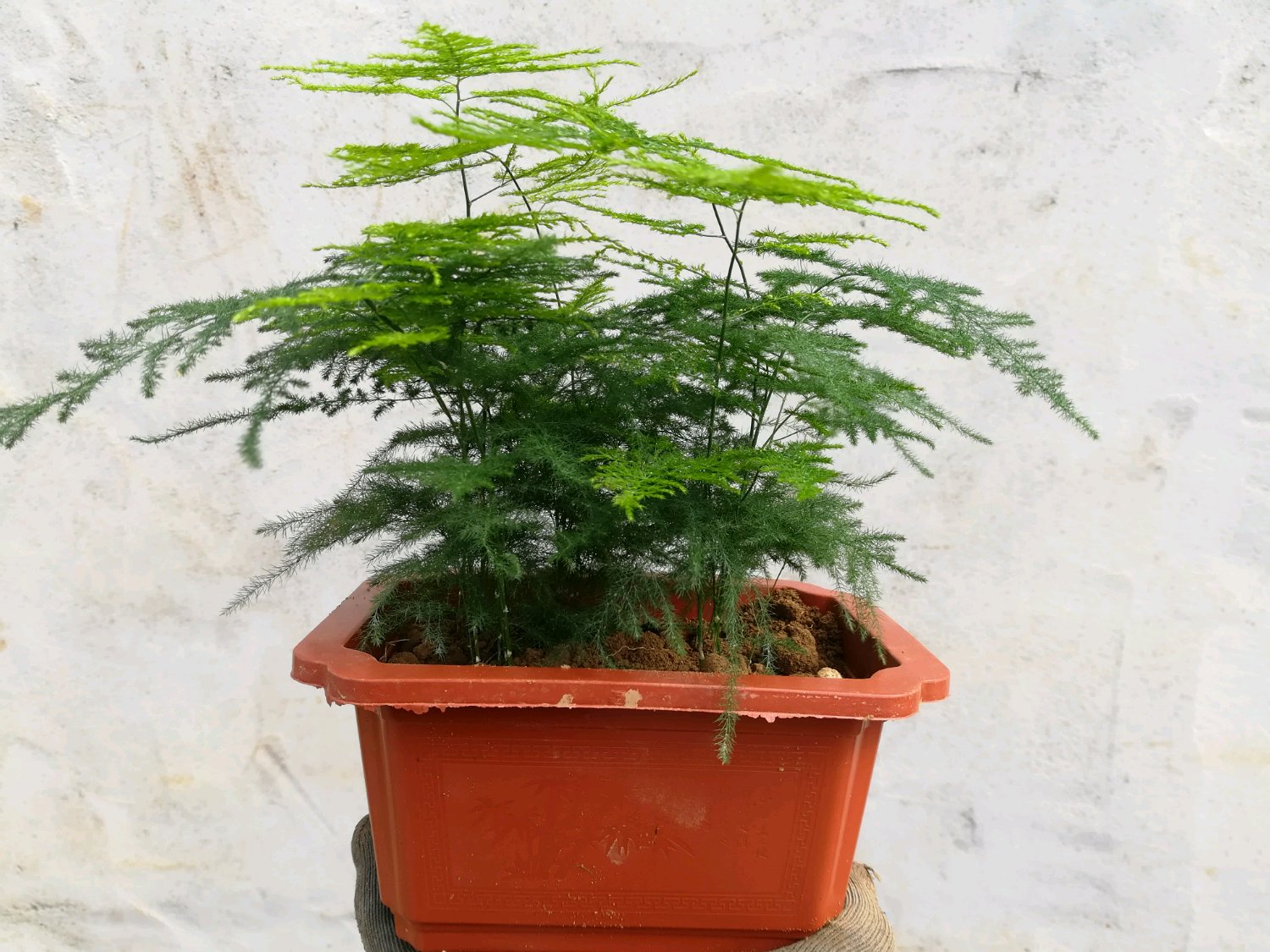 原创养了很久的文竹一直不长新枝条还能养成盆景吗