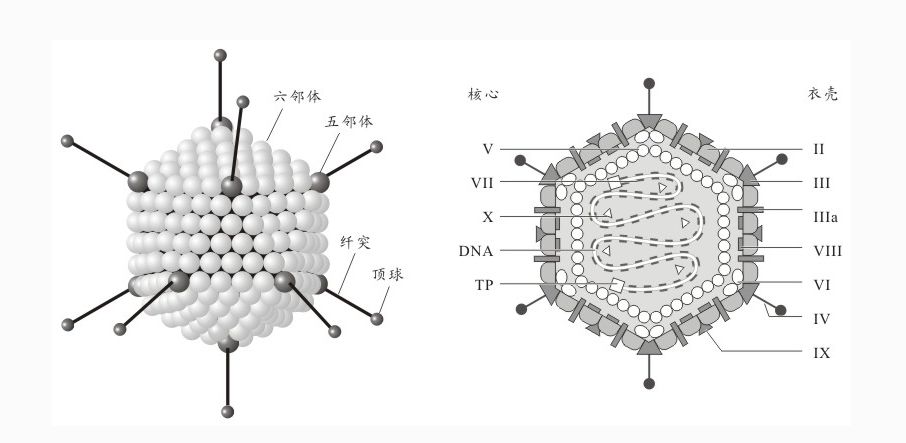人腺病毒(human adenovirus,hadv) 属于哺乳动物腺病毒属.