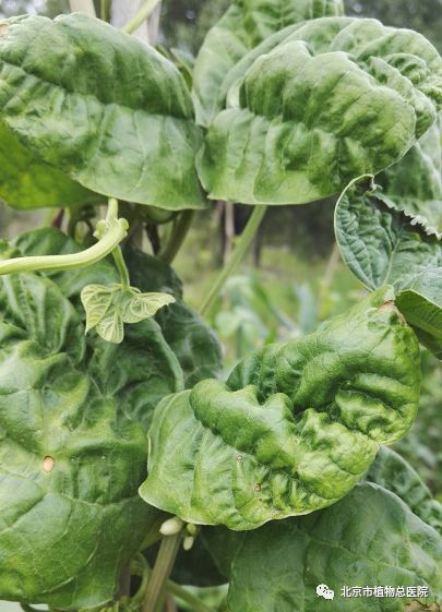 豆角病毒病,综合防治是关键!_蚜虫