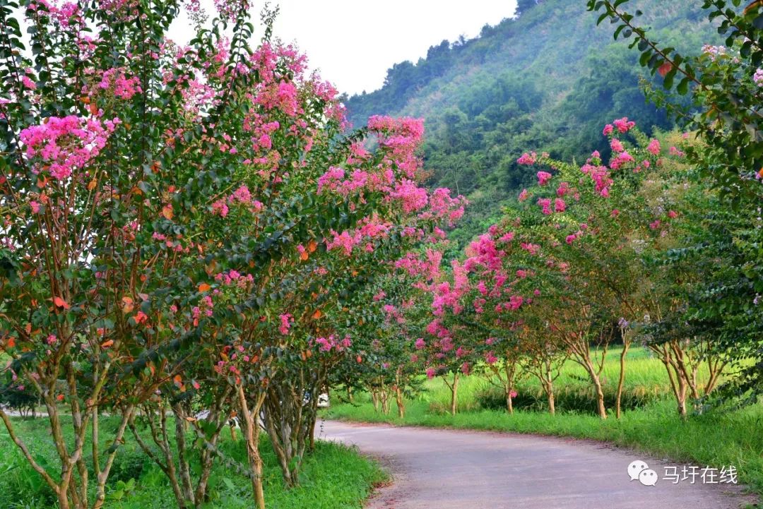 高清多图德庆网红紫薇花路竟开成紫色花海恍如世外桃源