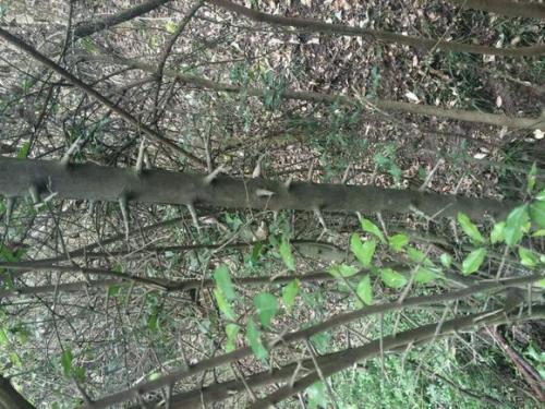 全身带刺的木材既好看又能按摩穴位做成拐棍精品上万