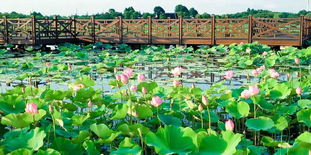 美哭了 | 上海荷花节强势登场,消夏解暑,来这就对了!
